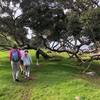 The trail opens up to a beautiful grassy open area with ocean views.