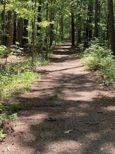 Soft trail within interior of park