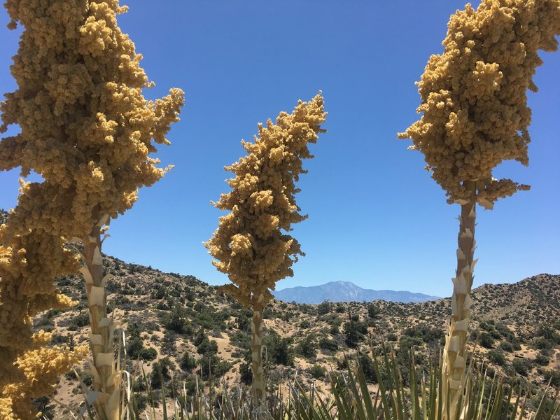 Some cool blooms are still around the trail.