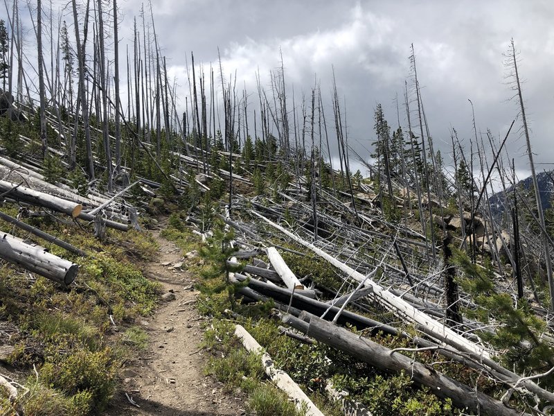 Walking through burned trees along Fourth of July Creek.