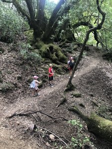 Small patches of forest.