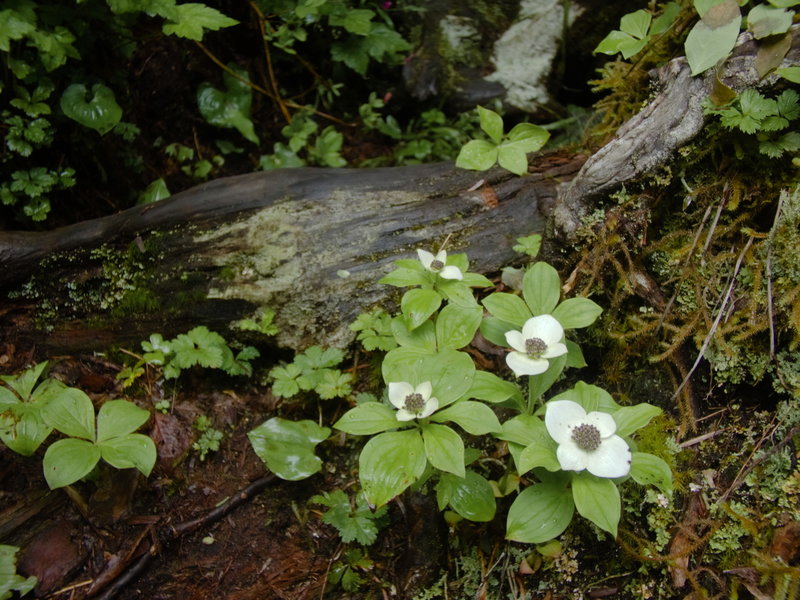 Bushberry flowers along the Marten Lake trail.