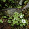 Bushberry flowers along the Marten Lake trail.