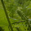 Devil's Stick stalk on Marten Lake trail.