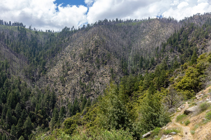 Most of the eastern flank of Deadwood Ridge was burnt a few years ago.