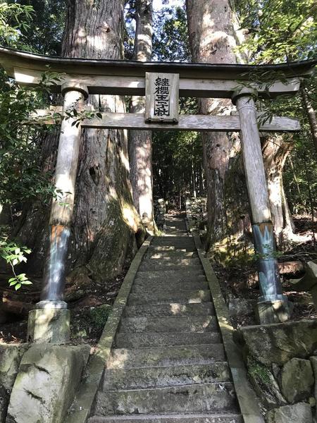 Gateway into the forest.