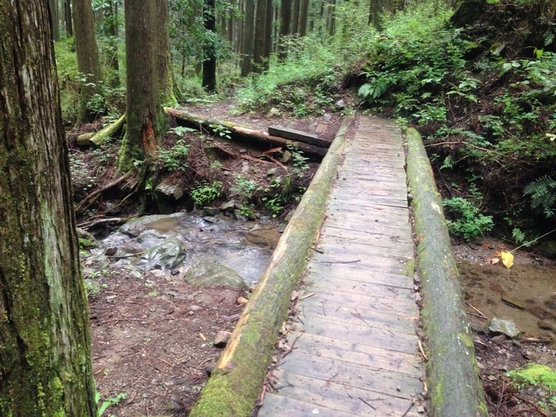 River crossing in the forest.