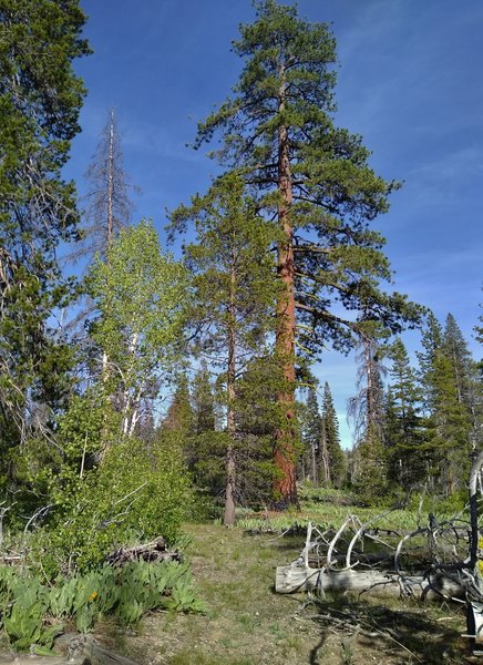 Tall pines and mules ears (bottom left) along the southern portion of Horse Corral Trail.