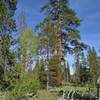 Tall pines and mules ears (bottom left) along the southern portion of Horse Corral Trail.