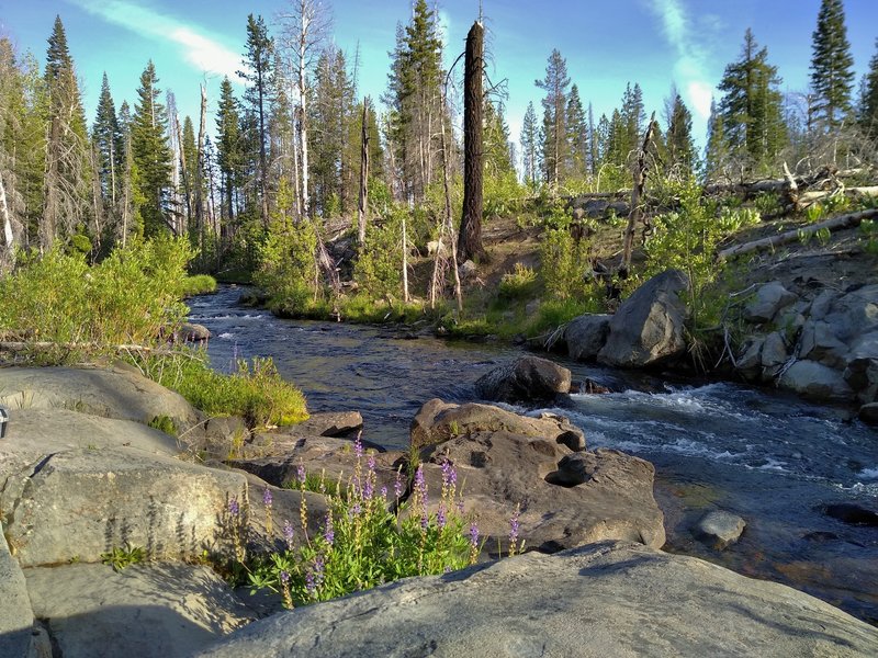 Lupines (purple flowers in the foreground) blooming along Hat Creek that is just off Horse Corral Trail.