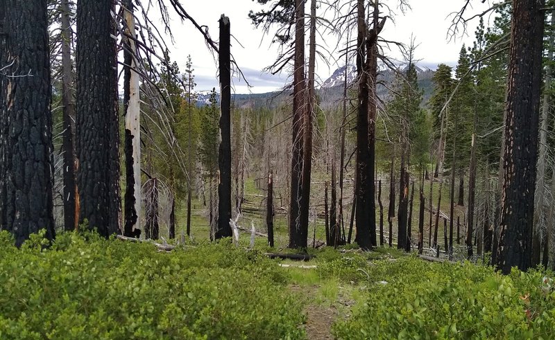 A burn area of the 2012 Reading Fire, with Horse Corral Trail traveling through. Lassen Peak can be seen in the distance through the burnt trunks.