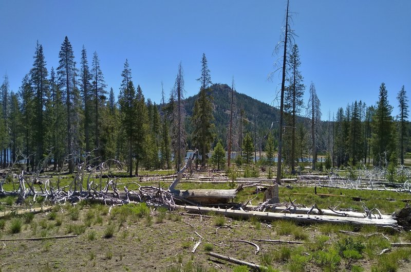 Mt. Hoffman, 7,833 feet, with Snag Lake below seen through the trees, looking east from Grassy Creek to Snag Lake Trail.