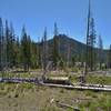 Mt. Hoffman, 7,833 feet, with Snag Lake below seen through the trees, looking east from Grassy Creek to Snag Lake Trail.