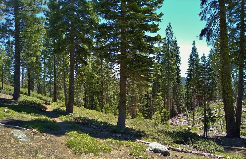 A seasonal stream (on the right) that flows down into Snag Lake, is followed upstream through the pines by Rainbow Lake Trail to the bench where Rainbow Lake is found.