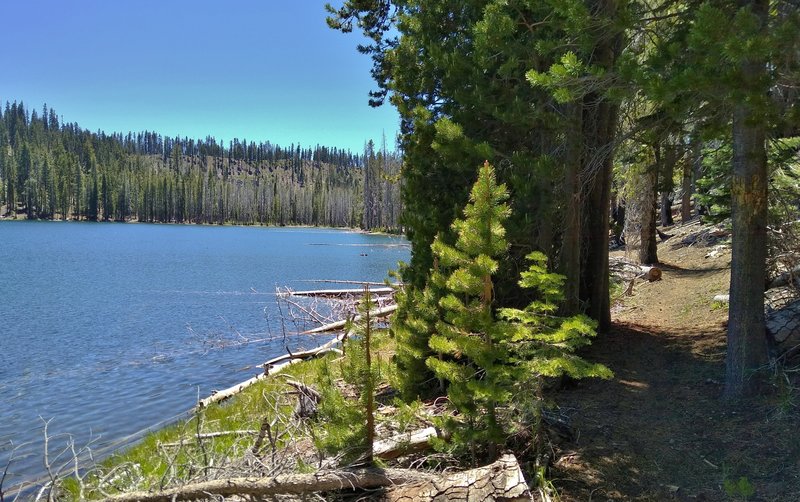 Rainbow Lake to Nobles Trail runs through the pine forest, next to the northwest shoreline of beautiful gem-like Rainbow Lake.