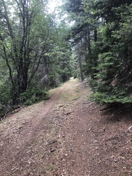 Zinker Canyon Trail T5660