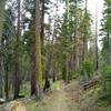 Beautiful, healthy, old pine forest along Nobles Emigrant Trail (East).