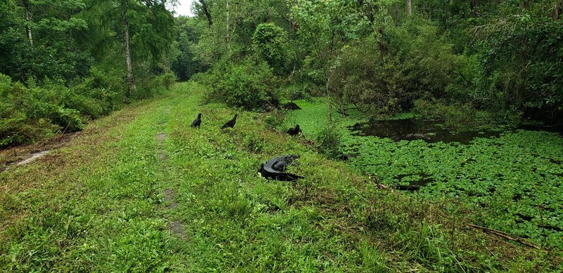 The alligators won't always get off the trail. The vultures are waiting around in case the encounter doesn't go well.