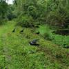 The alligators won't always get off the trail. The vultures are waiting around in case the encounter doesn't go well.