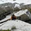 Marmot watching us eat lunch.