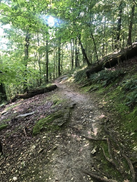 Some singletrack portion of the trail.