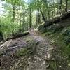 Some singletrack portion of the trail.