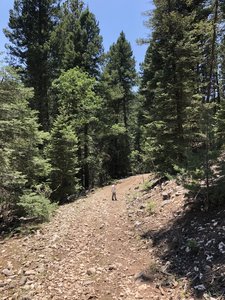 Chippeway Spur Trail T247E