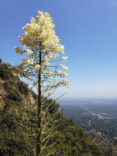 View from the Mt. Lowe RR trail looking east