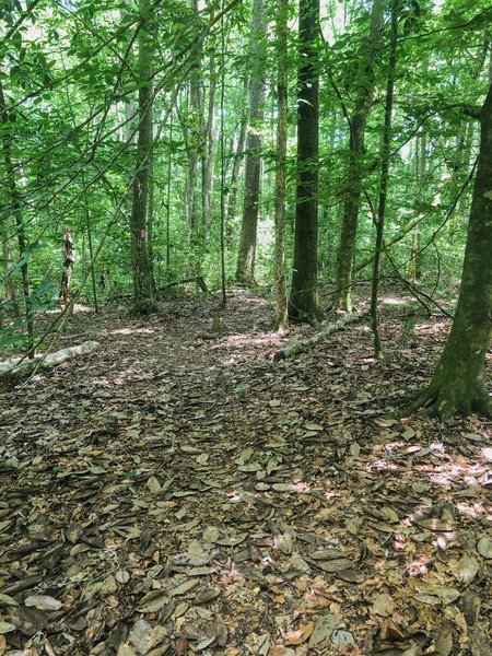 A brief opening in the trail just after the creek section.