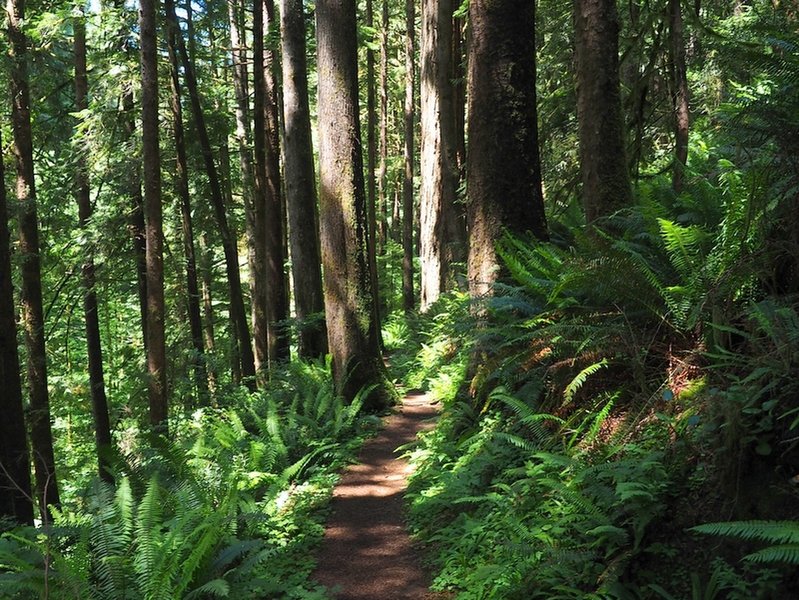 Lush undergrowth and tall trees along the Gwynn Creek Trail