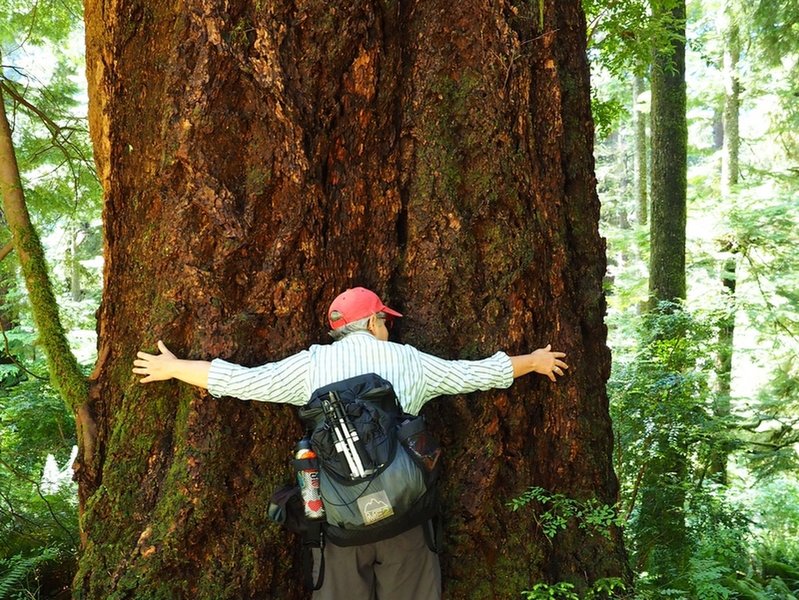 Appreciating old-growth along the Gwynn Creek Trail