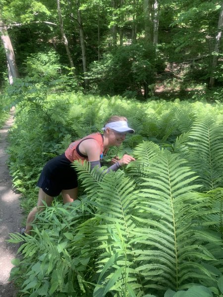 Investigating the large ferns growing along the Monkey Run Trail.