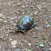 Box turtle on the trail