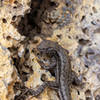 A lizard at the Middle Falls Overlook