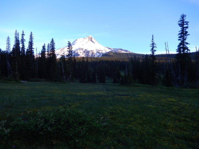 Elk meadow at dawn