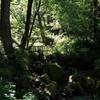 Redwood Nature Trail