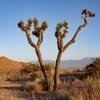 Snow capped mountains behind a Joshua tree at dusk.