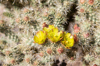 Cholla cactus in bloom