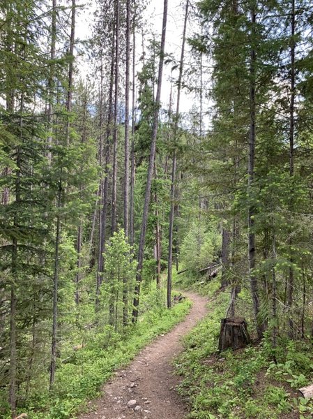 Start of the trail. Mostly like this until about a mile in. Gets a bit rough with fallen trees and some small washouts. Parts where you get into some well canopied spaces. Really cool trail with a great overlook. Shame the trail to the lake is washed out.