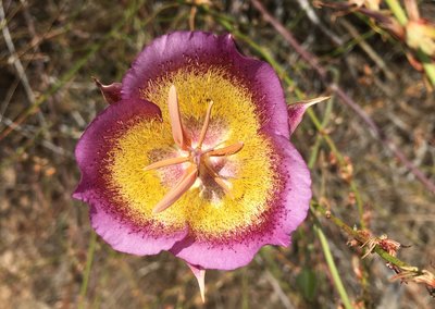 Mariposa Lily - Calochortus plummerae