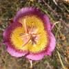 Mariposa Lily - Calochortus plummerae