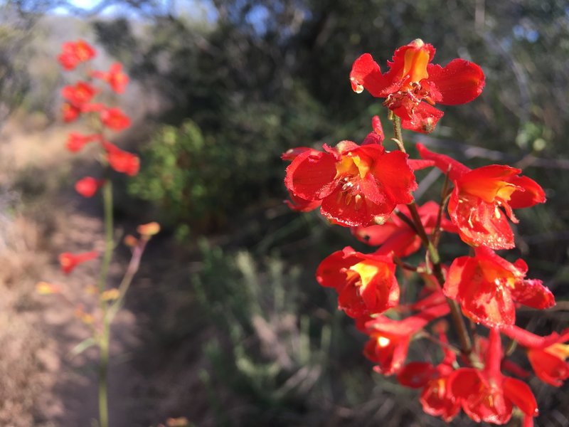 Scarlet Larkspur - Delphinium cardinale