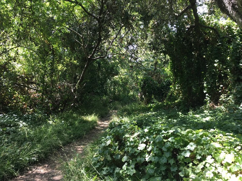 Beautiful, lush Rivas Canyon. Go slow and savor this part of the trail.