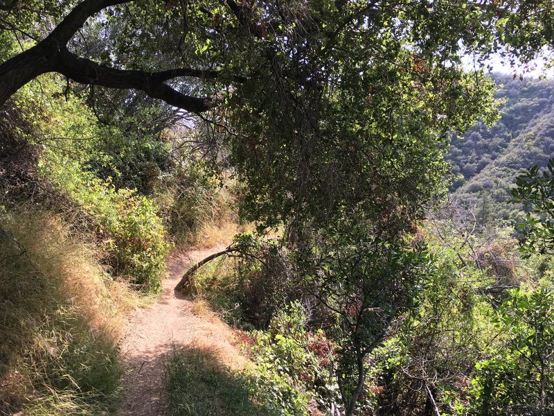 The Temescal Canyon end of Rivas Canyon trail