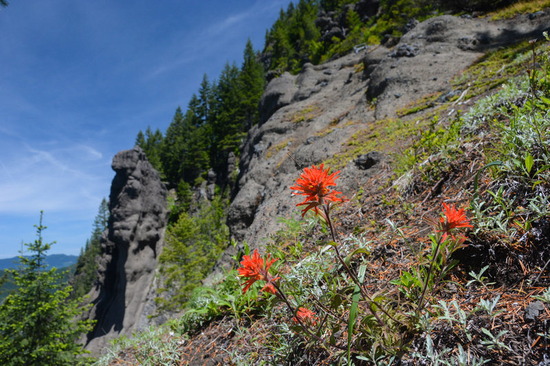 Flowers among interesting rock formations