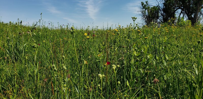 All the flowers!  Where are all the bees?