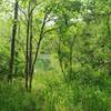 Beaver Spring Lake