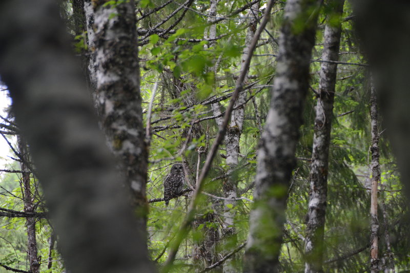 A spotted owl not far from the parking area.