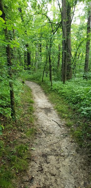 Much of the trail looks like this.  Flat and hard-pack dirt.