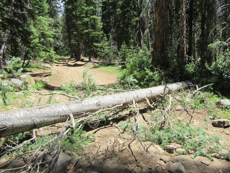 This tree came down during the 3 hours we were away from this spot. It was easy for us to get around it on foot.